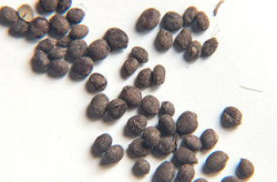 花卉种子,培育美丽与自然的桥梁